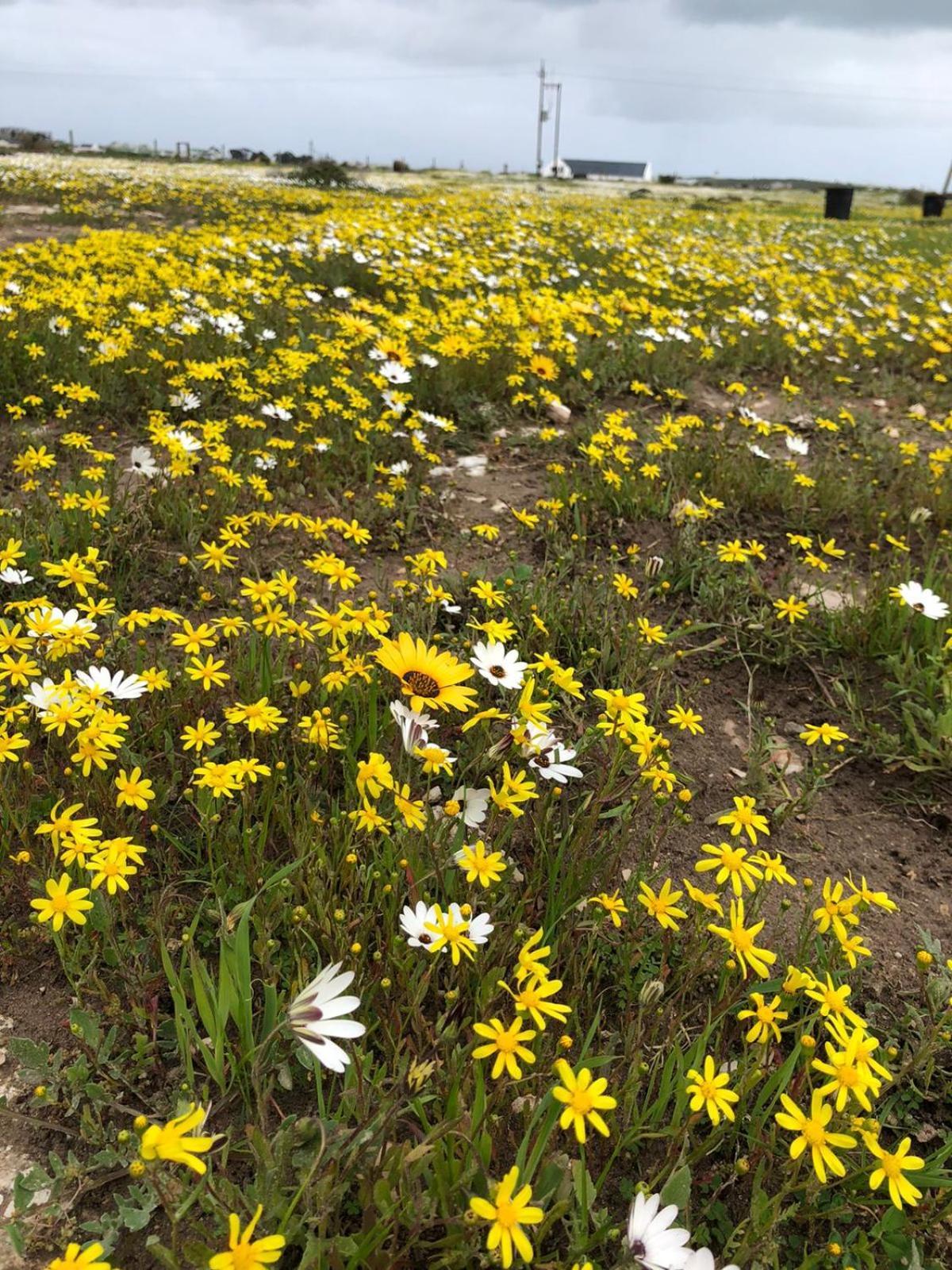 Silver Oaks Airbnb Langebaan Exterior foto