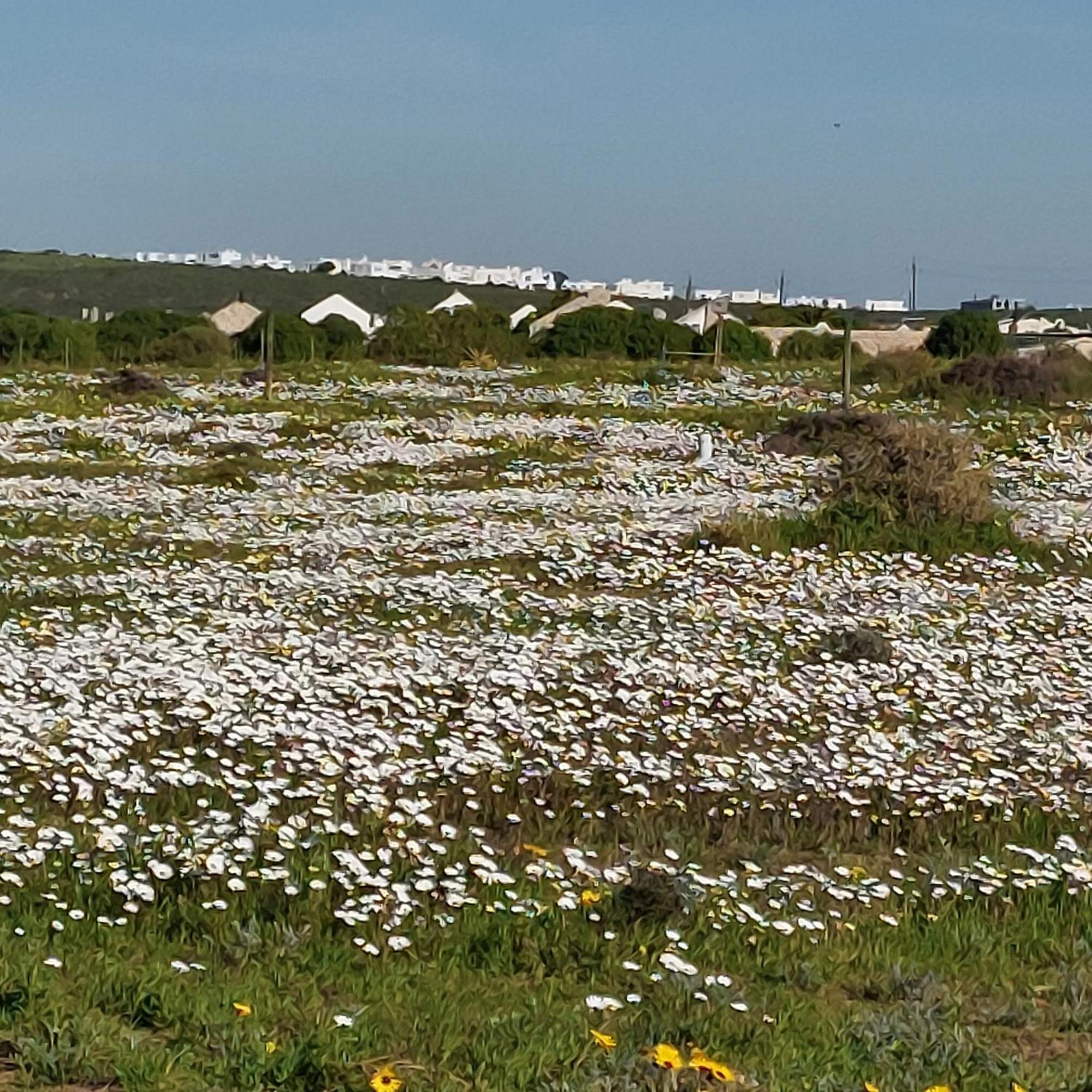 Silver Oaks Airbnb Langebaan Exterior foto